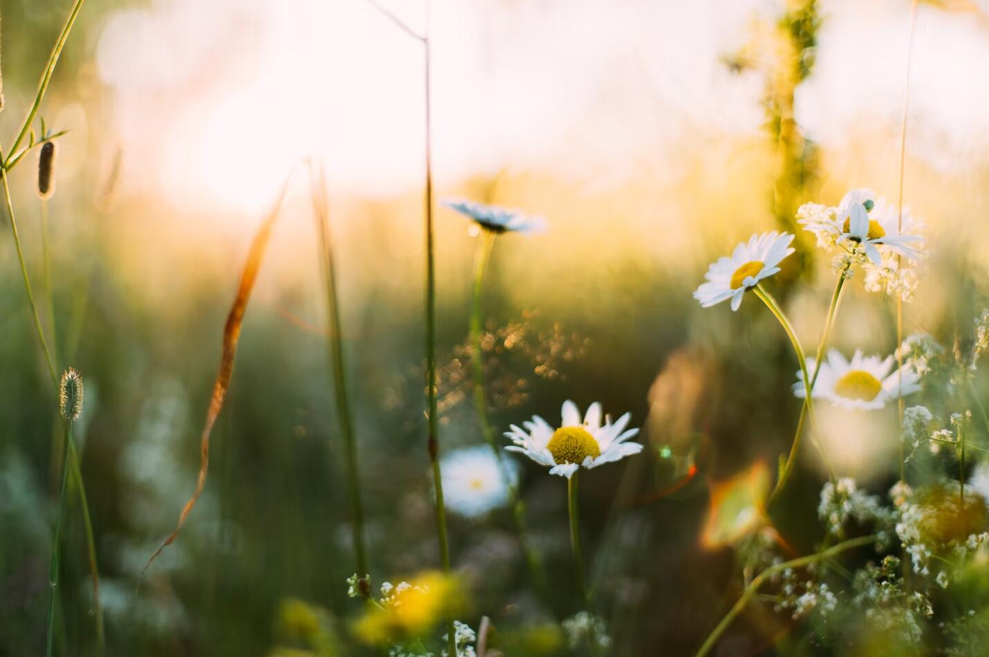 spring flower